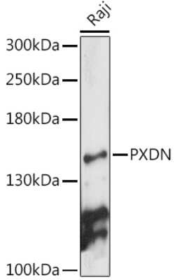 Western Blot: PXDN AntibodyAzide and BSA Free [NBP3-05251]